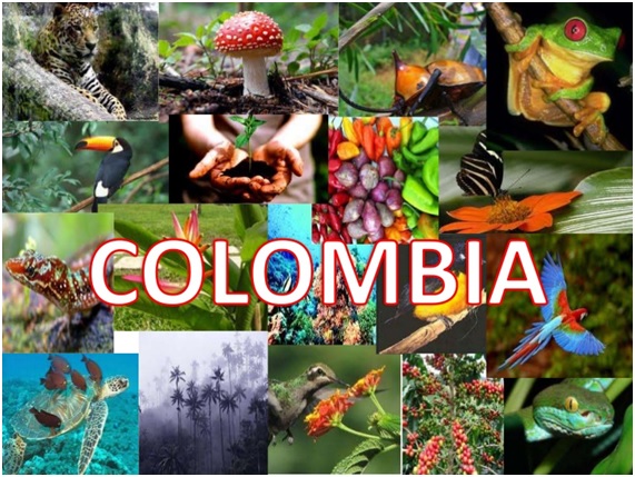 Biodiversidad En Colombia Biodiversidad En Colombia - Gambaran